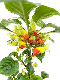 Image result for Impatiens niamniamensis