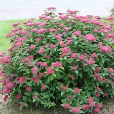 Learn more about monrovia plants and best practices for best possible plant performance. Double Play Red Spirea Spiraea Japonica Proven Winners