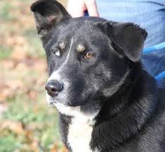 Adopt Sylvanas On Border Collie Husky Mix Rescue Dogs Adoption