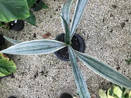 Image result for Sansevieria metallica