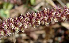 Image result for Tragus berteronianus