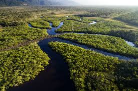 esclarecimento a amazonia nao e o pulmao do mundo rio amazonas 1 o turista