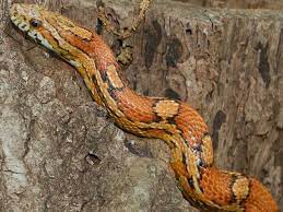 Rat snakes are not poisonous. Common Non Venomous Snakes In South Carolina Www Scliving Coop
