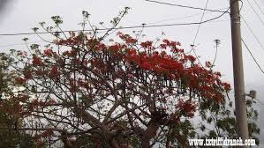 Image result for Delonix