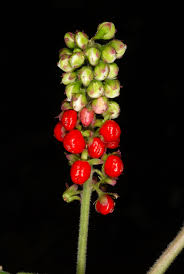 Image result for Petiveriaceae