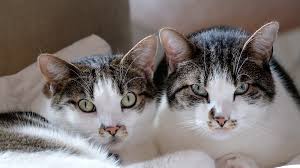 Cats kept indoors are generally kept in a clean and. Life Gold Trusted Care For Cat Cancer Pet Wellbeing Eu