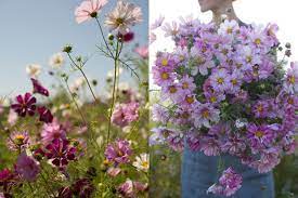 Crazy For Cosmos Floret Flowers