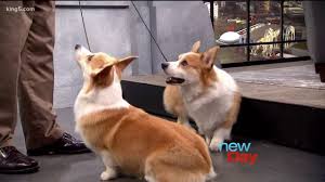 Check spelling or type a new query. Corgis 101 Everything You Need To Know About Queen Elizabeth S Favorite Dog New Day Nw Youtube