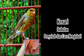Maybe you would like to learn more about one of these? 21 Penyebab Dan Cara Mengobati Kaki Kenari Bubulan Dengan Cepat Hewan Id