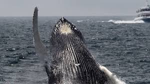 I was lobster diving and a humpback whale tried to eat me. Vls6bc Gqbibm