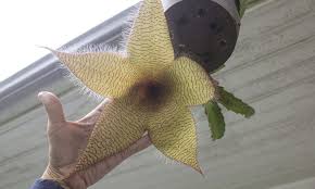 Image result for Stapelia gigantea