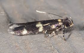 Image result for Hermannia parvula