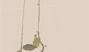 Image result for Zeuxine africana