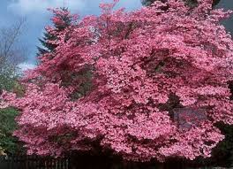 While most dogwoods are white in color with rusty red spots throughout, and the white definitely represents purity, many christians in the flowering dogwood's biological name: Cornus Florida Cherokee Chief Progressive Plants Dogwood Is A Standard Tree In Many Gardens Where It Is Used By The Pa Dogwood Trees Plants Flowering Trees