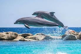 We did not find results for: Jawaban Organ Gerak Pada Hewan Dan Manusia Belajar Dari Rumah Sd Kelas 4 6 Selasa 21 Juli 2020 Inilah Contoh Hewan Vertebrata Dan Invertebrata Semua Halaman Fotokita