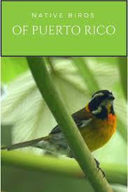 Bird With Orange Chest And Black Head Puerto Rican Stripe Headed Tanager Puerto Ricans Mother Nature Photo