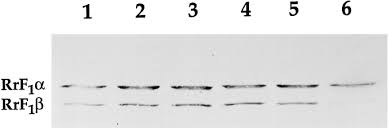 Alternative terminal electron acceptors for r. Mutagenesis Of B Glu 195 Of The Rhodospirillum Rubrum F1 Atpase And Its Role In Divalent Cation Dependent Catalysis Journal Of Biological Chemistry