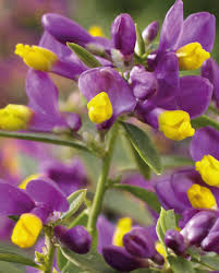 Image result for Polygala arenaria