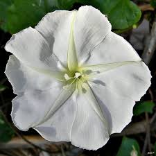 Flowers that bloom at night and close in day. Moon Flowers Ask A Biologist