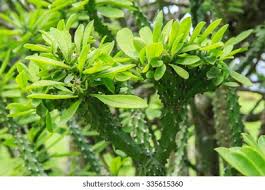 Image result for Euphorbiaceae