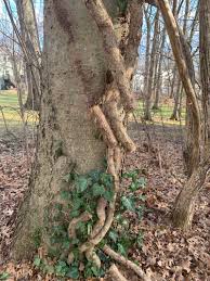Panama, darien province, filo del tallo, vines wrapped around a tree in darien national park on april 12, 2015 in filo del tallo, panama. Why You Need To Remove Vines From Trees Nashville Tree Conservation Corps
