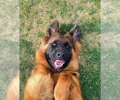 1 year old female available. German Shepherd Dog Puppies For Sale Near Houston Texas Usa Page 1 10 Per Page Puppyfinder Com