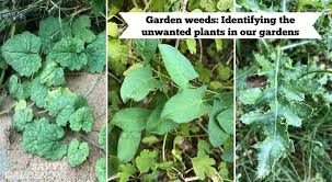 You can try all kinds of things to prevent weeds from cropping up such as mulching or using cover crops. Garden Weeds Identifying The Unwanted Plants In Our Gardens