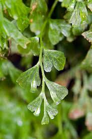 Image result for Polyphlebium