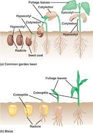 Biology Plants Garden Beans Seed Germination