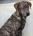 Blue Ridge Mountain Cur Kennels in The Plains, VA with ...