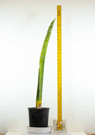 Image result for Sansevieria nilotica