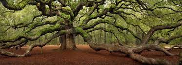 21 Unique And Spectacular Trees And Forests Around The World Angel Oak Trees Angel Oak Live Oak Trees