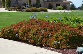 Image result for Rhaphiolepis umbellata