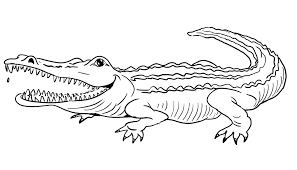Ausmalbilder Baby Krokodil Http Www Ausmalbilder Co Ausmalbilder Baby Krokodil Moose Art Animals Art