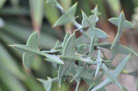 Image result for Colletia