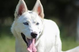 The breed belongs to the spitz genetic family. Your Complete Guide To Stunning White Husky Dog Breed