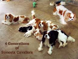 Affordable cavalier king charles spaniel puppies. Teacup Cavalier King Charles Spaniel 800x608 Wallpaper Teahub Io