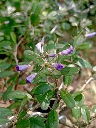 Image result for Desmodium subsecundum