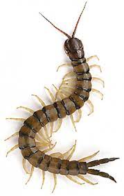 We did not find results for: Facts About Centipedes Terro Learning Center