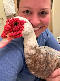 Inconsistencies in All American writers' work