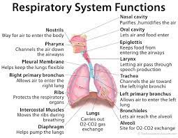 Bio Insrumentation What Can The Trachea Also Be Called And What Is Its Function A Windpipe Filters The Air We Breathe B Windpipe Releases Air Out Of The Body C Tubes
