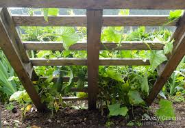 We did not find results for: No Tools Required Diy Pallet Cucumber Trellis Lovely Greens