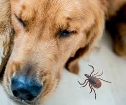 Kopeklerde Lyme Disease Borreliosis Kopekler Vetrehberi