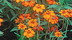 Image result for Zinnia angustifolia