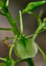 Image result for Liparis odontochilos