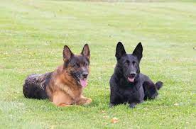 The aussie, as they are often called, make wonderful companions to active families and are eager to please and want to learn. German Shepherd Puppies Rochester Ny Petsidi