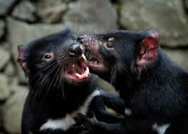 The tasmanian devil, commonly referred to as taz, is an animated cartoon character featured in the warner bros. Culls Won T Save Tasmanian Devils Nature