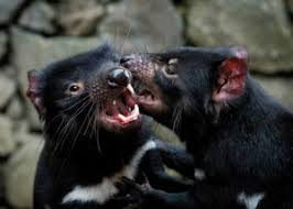 They have a number of distinctive characteristics and traits. Culls Won T Save Tasmanian Devils Nature
