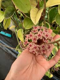 4.5 hoya 'krimson queen' (hanging basket) regular price $19.50 / shipping calculated at checkout. Hoya Krimson Queen Buy Now From Pots Of Joy Australia