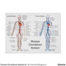 Human Circulatory System Of Arteries And Veins Poster Zazzle Com Circulatory System Human Circulatory System Arteries And Veins